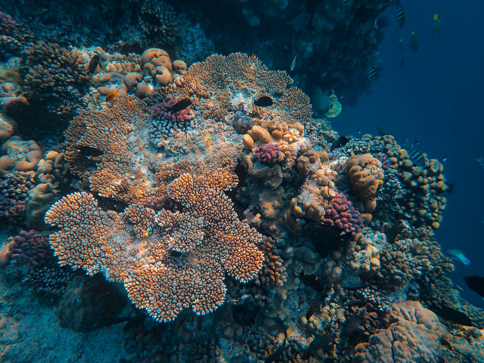 Coral Restoration
